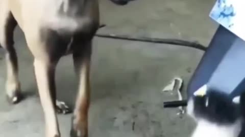 Funny dog 🐶 vs cat 🤣