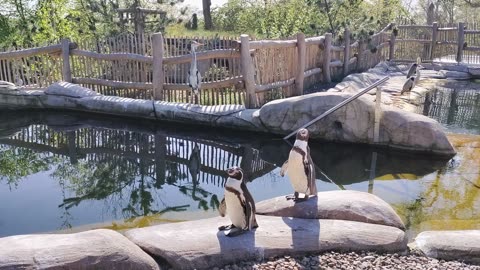 Penguins