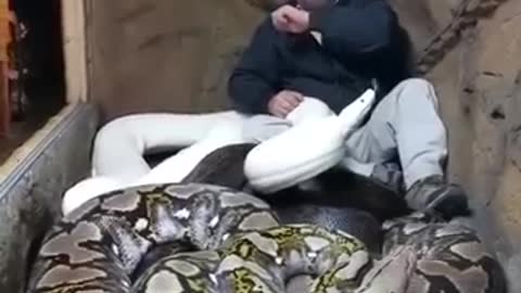 I LOVE BIG SNAKES