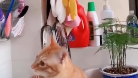 Baby Cats - Cute and 😂 Funny Cat Videos Compilation ( =•ω•= )m #1 || Cutest Kitten