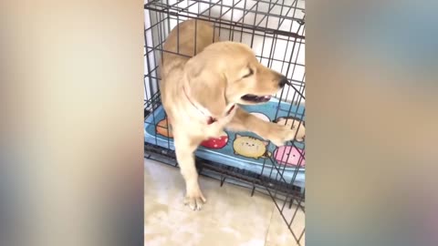 Dog reaction on cutting cake