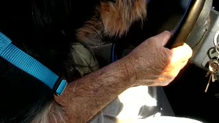 Buster's first vehicle ride outside a crate.