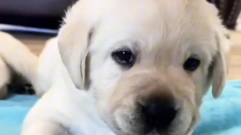 Lady save cute puppy let's watch