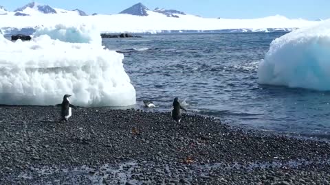 PENGUIN BEACH PARTY!!! (Antarctica Style)