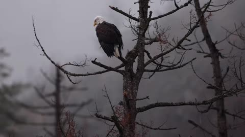 USA BALD EAGLE | NATURE | 2024.