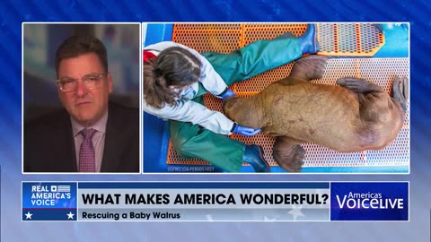 Abandoned Walrus Calf Rescued and Receiving Round-the-Clock ‘Cuddling’🥰