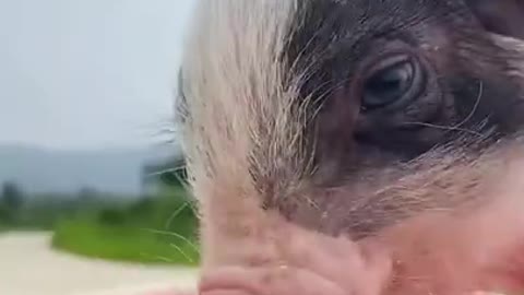 Cute piglets eating watermelon