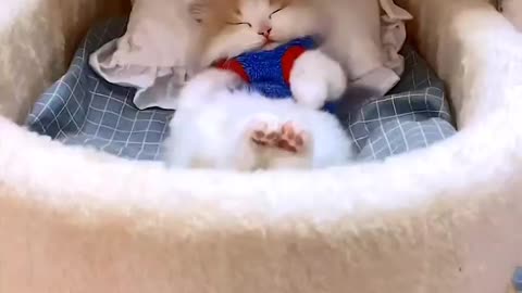 Baby cat sleeping in cradle with relax #001