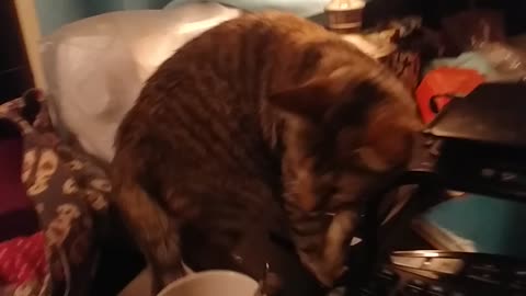 Kitty drinking tea