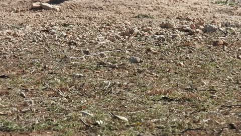 Abilene Tx Prairie dog town