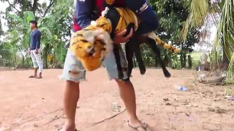 Fake Tiger Prank on Dog is Hilarious