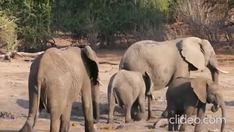 Most Funny and Cute Baby Elephant Videos Compilation