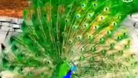 PEACOCK BEUATIFULL DANCE