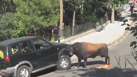 Cow get car