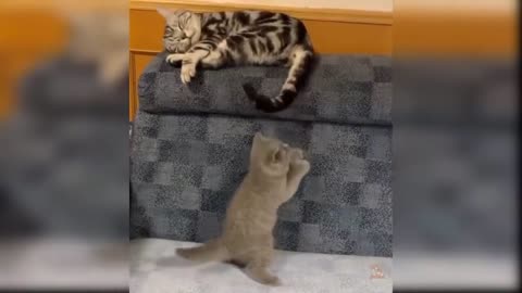 have fun with the antics of these funny cats