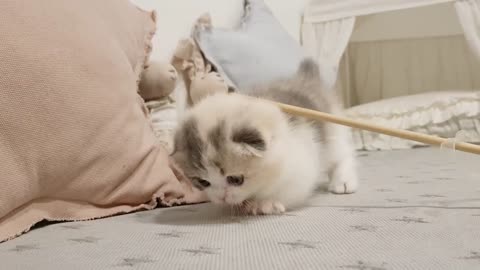 cute kitten video to smile.