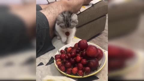 The Best Funny Cat Videos - The Cutest Cat Videos