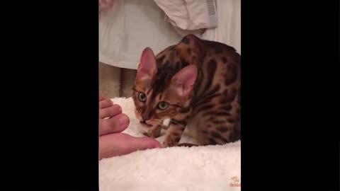 Funny Cats Reaction to Smelling Owner's Foot _ Compilation