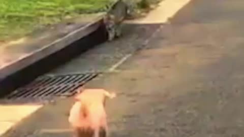 Cat falls in drain