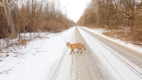 Red Fox Vulpes vulpes during the winter with the snow covered ground