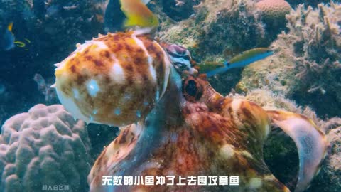 海洋生物的团队-章鱼和豹纹鳃棘鲈配合狩猎！现在的鱼这么聪明吗