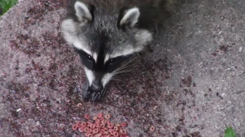 raccoon animal mammal cute hairy