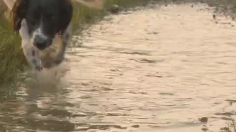 A Dog🐕 Playing In Puddle.