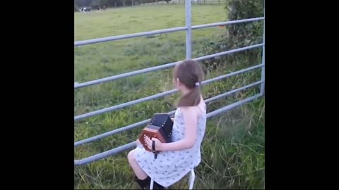 cows are a better audience than most people