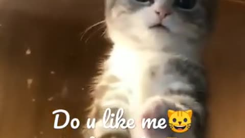 OMG These Cats Are So Cute And Beautiful | Viral Cat