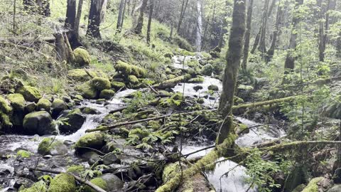 Luscious Rainforest – Dry Creek Falls – Columbia River Gorge – Oregon – 4K