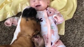 Boxer Preciously Snuggles With Baby