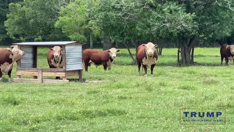 Whiteface…Registered Hereford Bulls