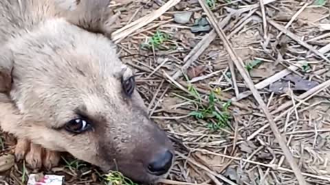 Nature and dogi puppy