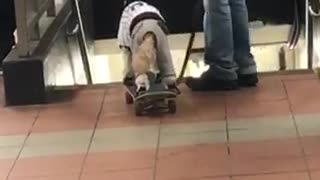 Man walks his dog riding on a skateboard in subway station