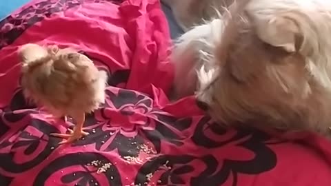 Luna the dog and Goldi the chicken, moments together ;-)