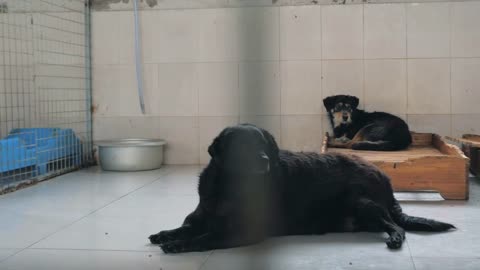 Gimbal steadicam shot of sad dogs in shelter behind fence waiting to be rescued