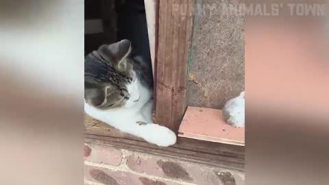 Funniest Cats and Dogs 🐶🐱 _ Funny Animal Videos #35