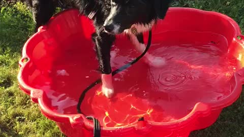 Border Collie can't figure out how to use pool