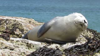 Baby seal smiling