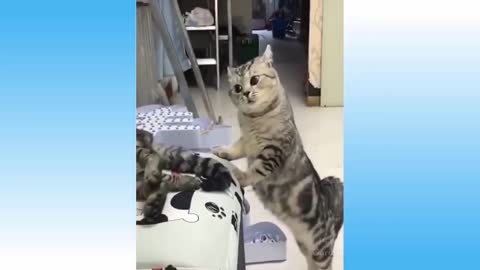 Funny Cats Videos 🤣😸