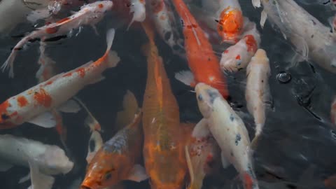 Koi Fishes HD