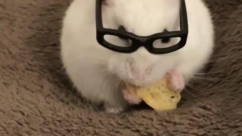 My hamster eating a banana biscotti treat with glasses on