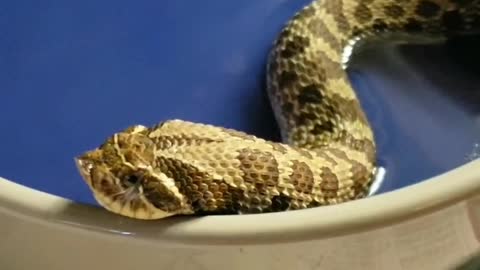 Little Hognose Adjusts After Eating