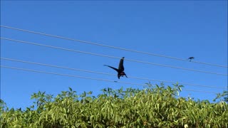 Red Tailed Black Cockatoo