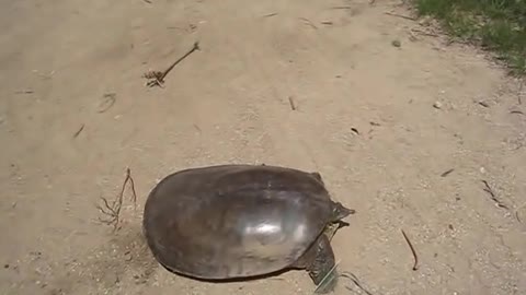 Fastest Turtle