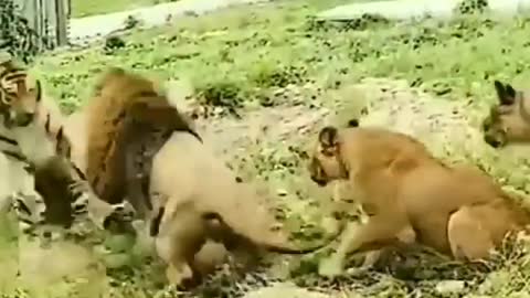 Lion 🦁🦁 vs tiger 🐅🐅