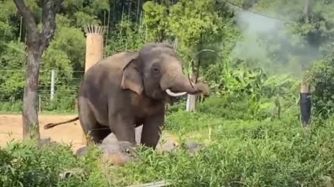 Elephants play with hula hoops