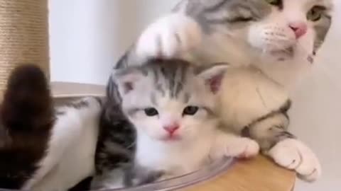 Cute baby cat