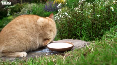 Love truly knows no bounds as this abandoned puppy is taken in by a mother cat.