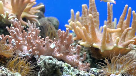 In the world of coral reefs